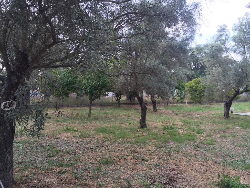 Sapfo Studios Lefkada Town Exteriör bild